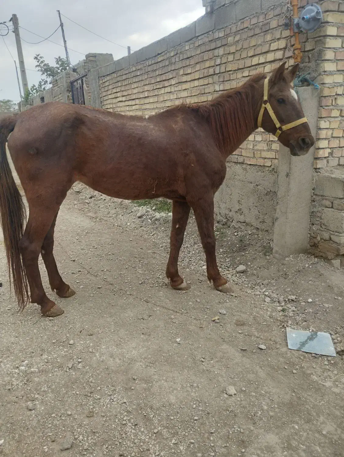 مادیان کاری|اسب و تجهیزات اسب‌سواری|مینودشت, |دیوار