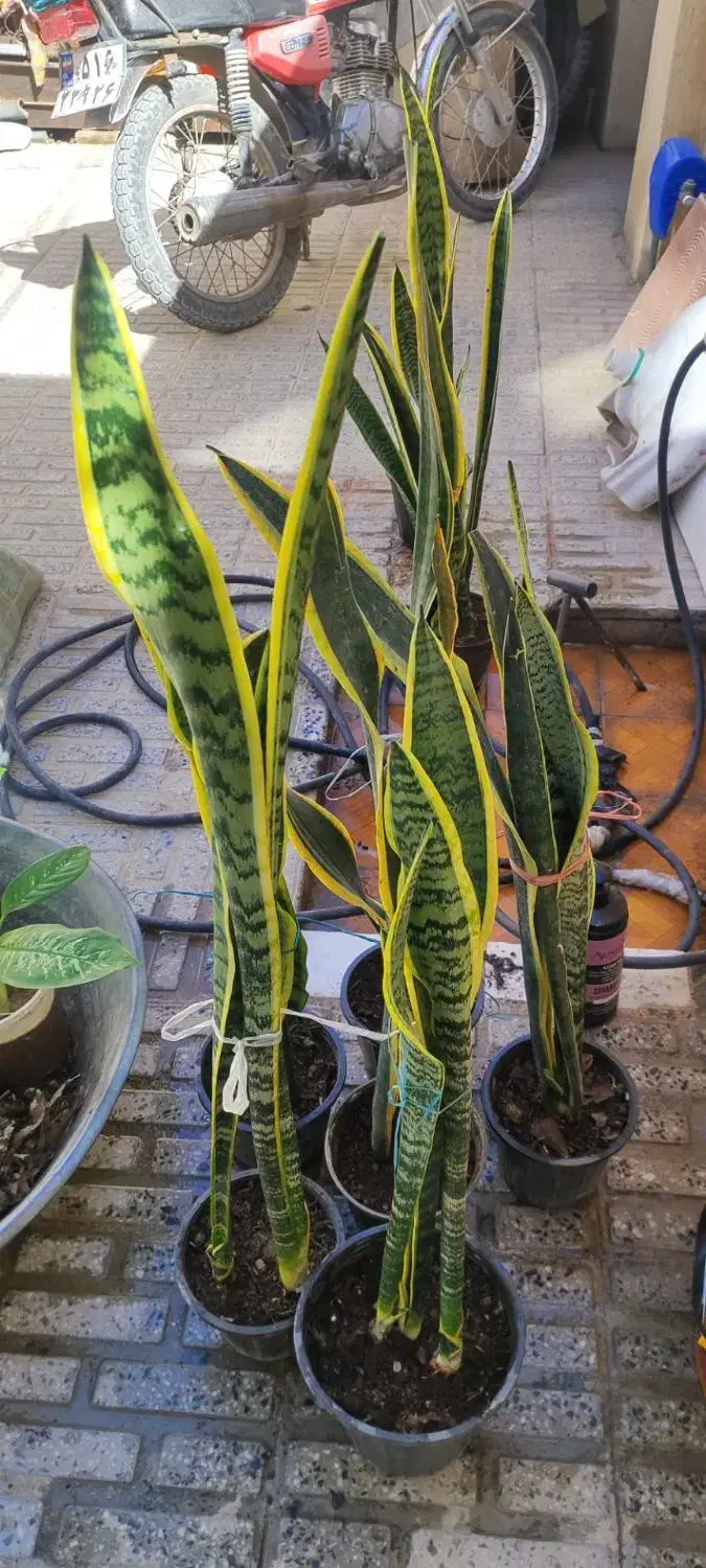 کاغذ آچار|لوازم التحریر|سرپل ذهاب, |دیوار