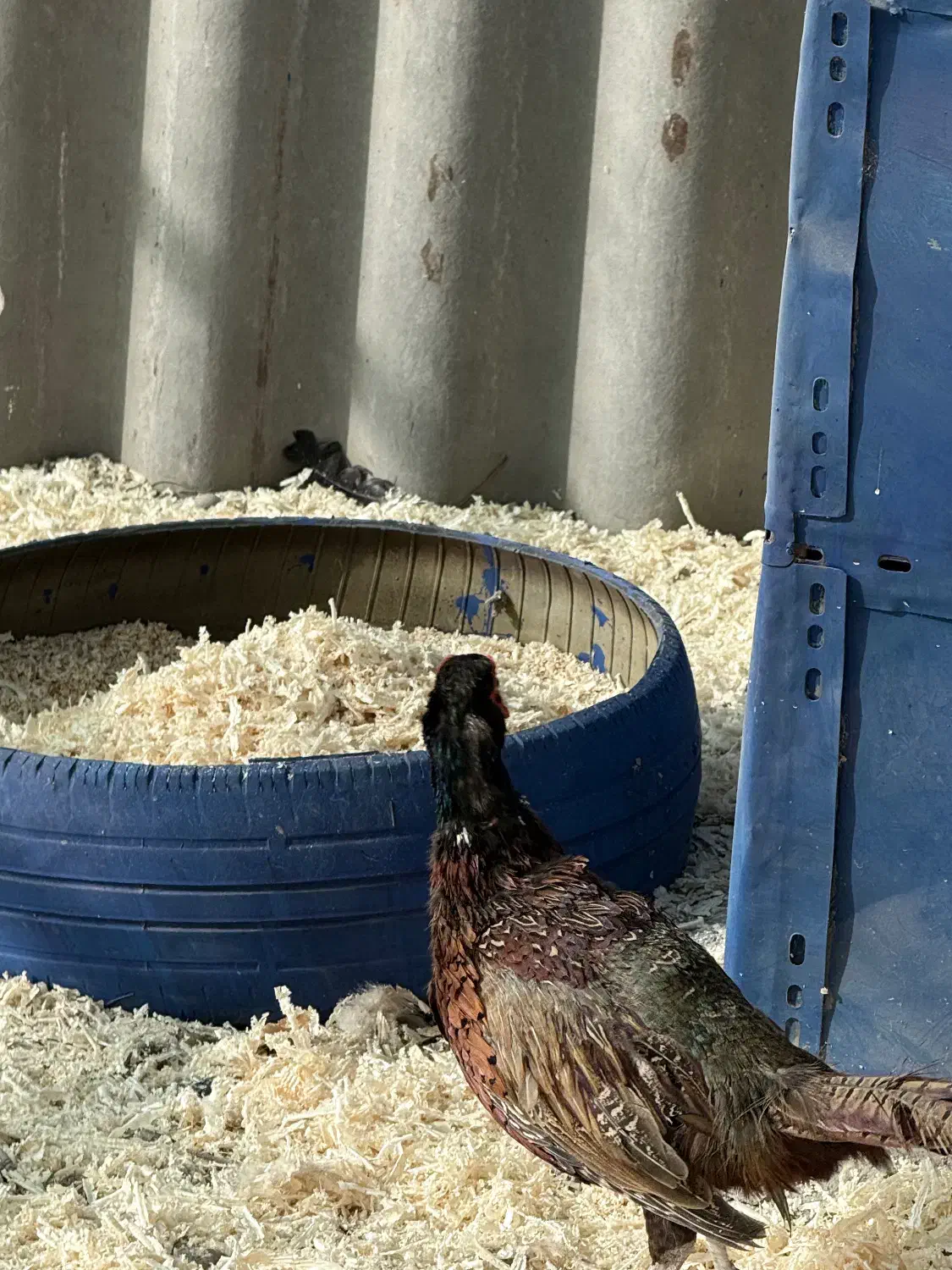 خروس زینتی|حیوانات مزرعه|ماهدشت, |دیوار