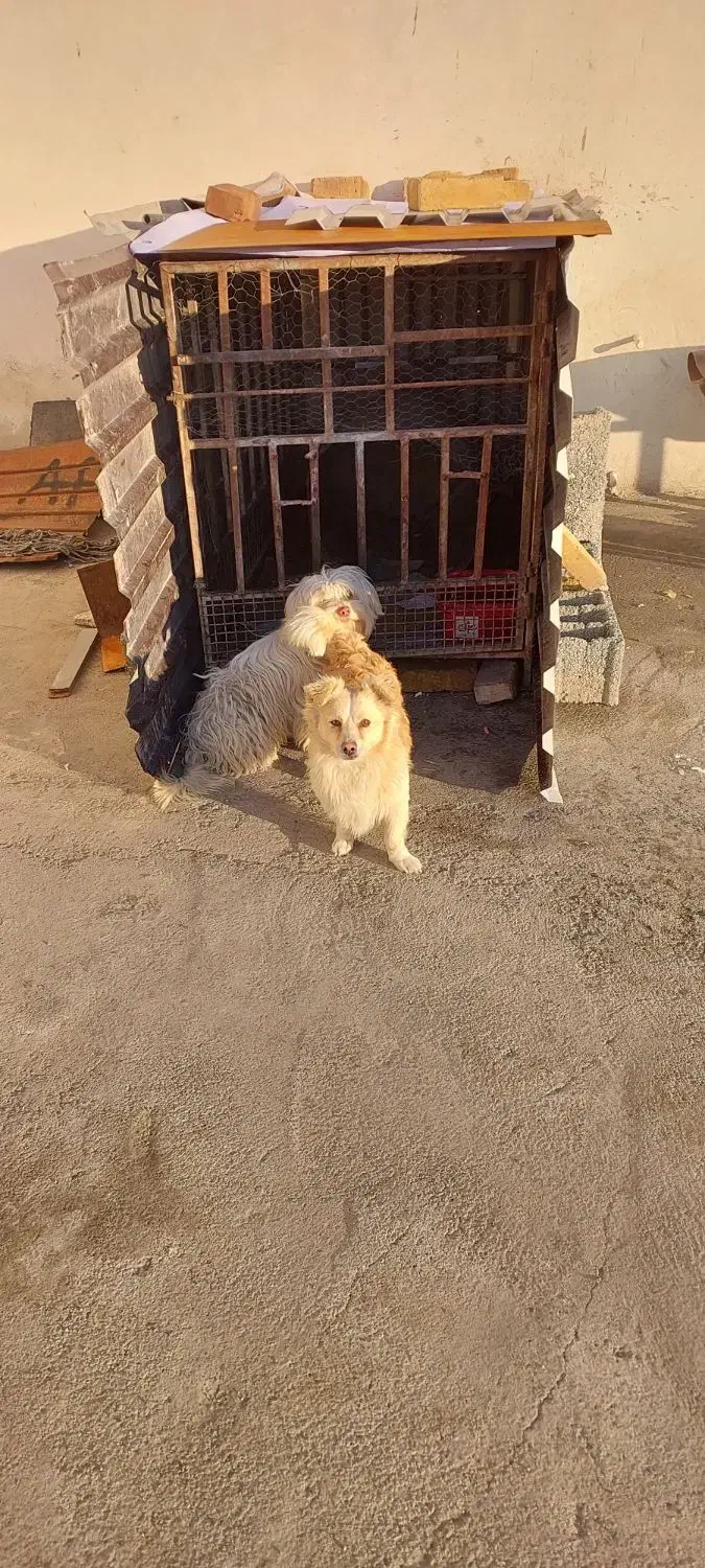 سگ پاکوتاه|سگ|مشکیندشت, |دیوار