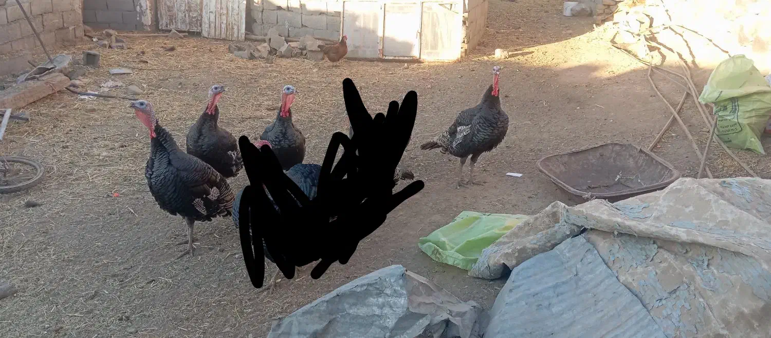 بقلمون محلی نر|حیوانات مزرعه|جغتای, |دیوار