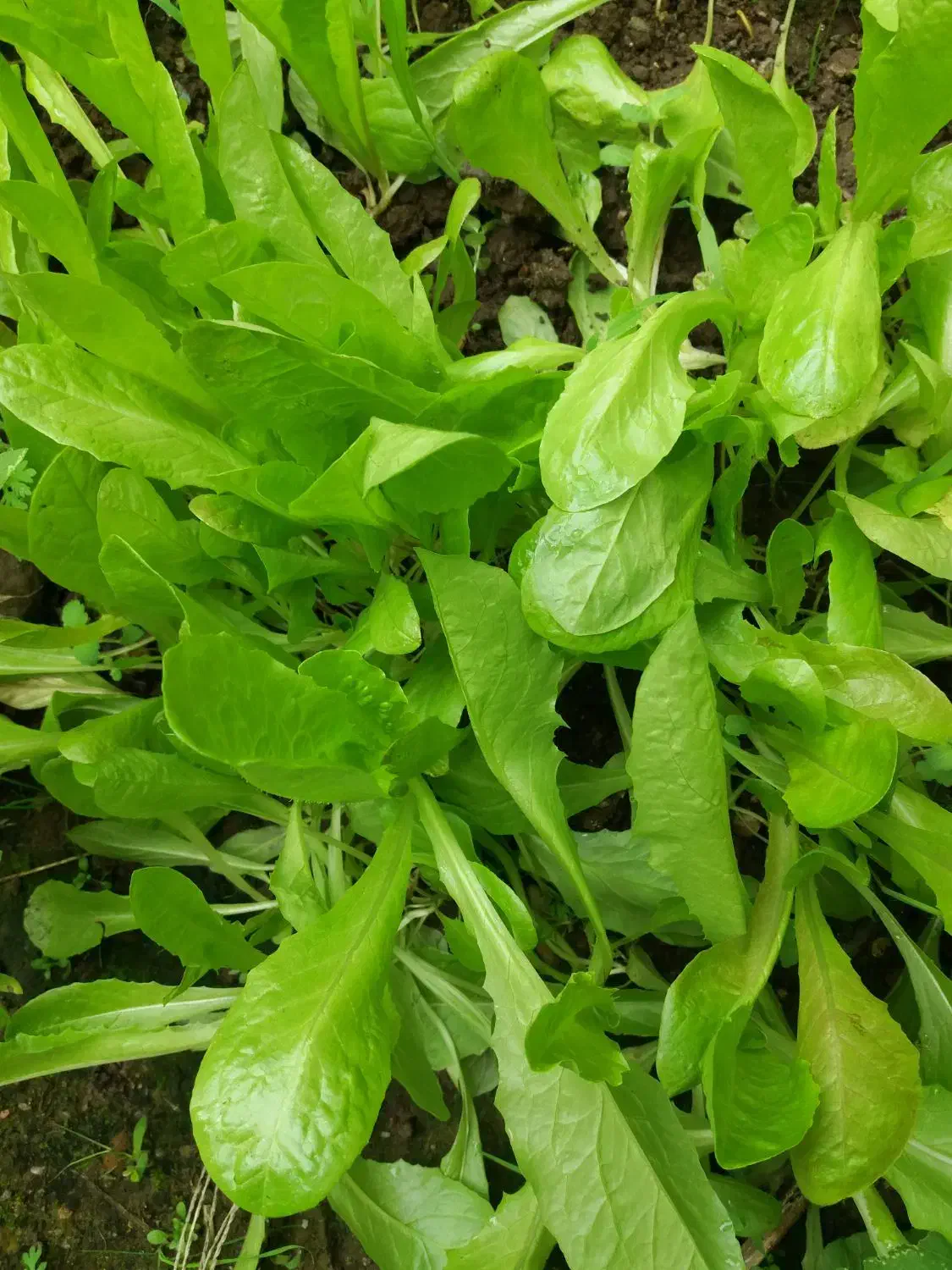 وانشاء کاهو محلی|خدمات باغبانی و درختکاری|رشت, حومه رشت|دیوار