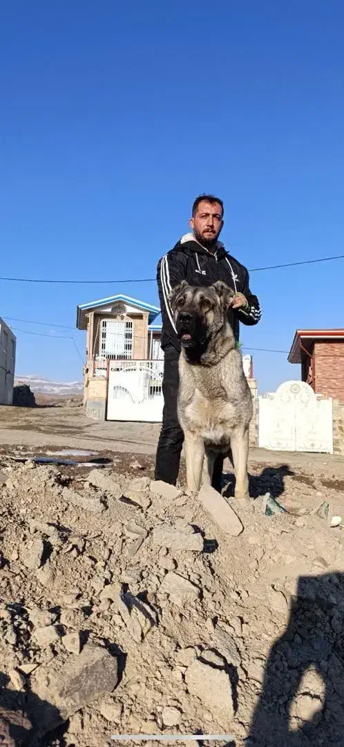 سگ سرابی|سگ|هشتگرد, هشتگرد قدیم|دیوار