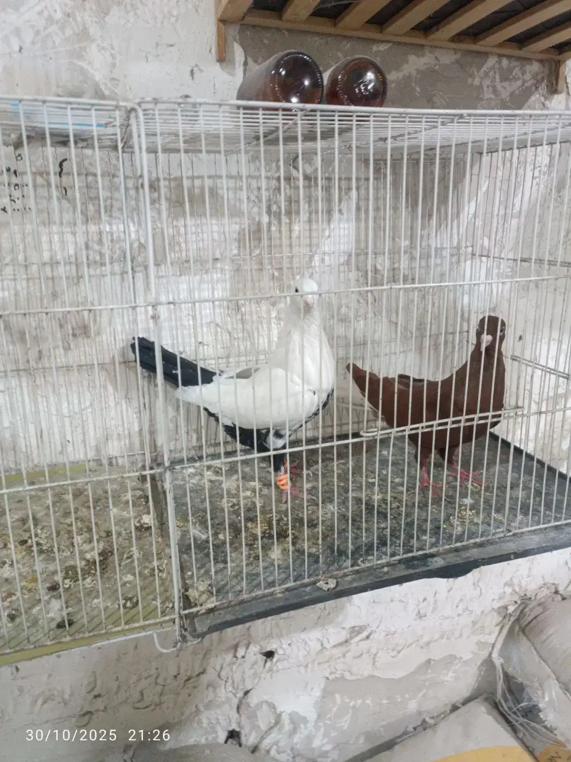 سرخ دم سفید چتن سیاه|پرنده|مشهد, شایه|دیوار