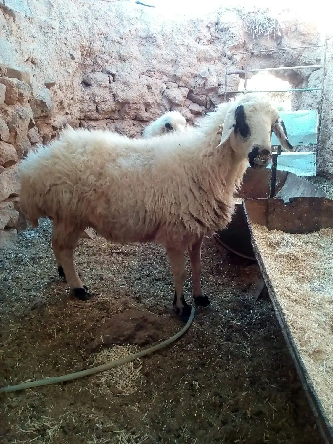 دوتا میش جوان بر ه رسون|حیوانات مزرعه|جلگه ماژان, |دیوار