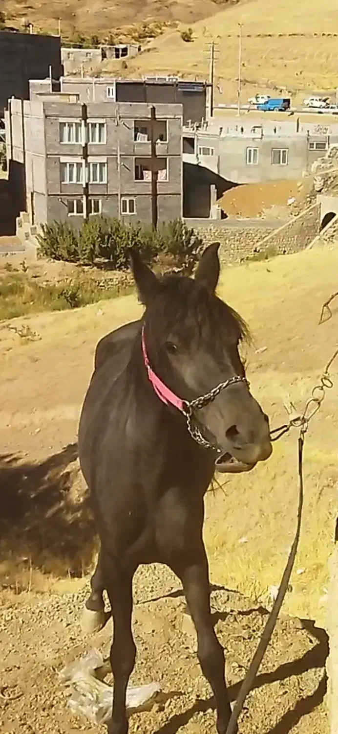 مادیان کرد شجره دار|اسب و تجهیزات اسب‌سواری|سنندج, |دیوار