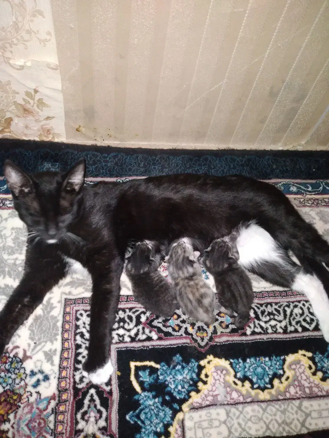 ۲ گربه ماده|گربه|بابل, |دیوار