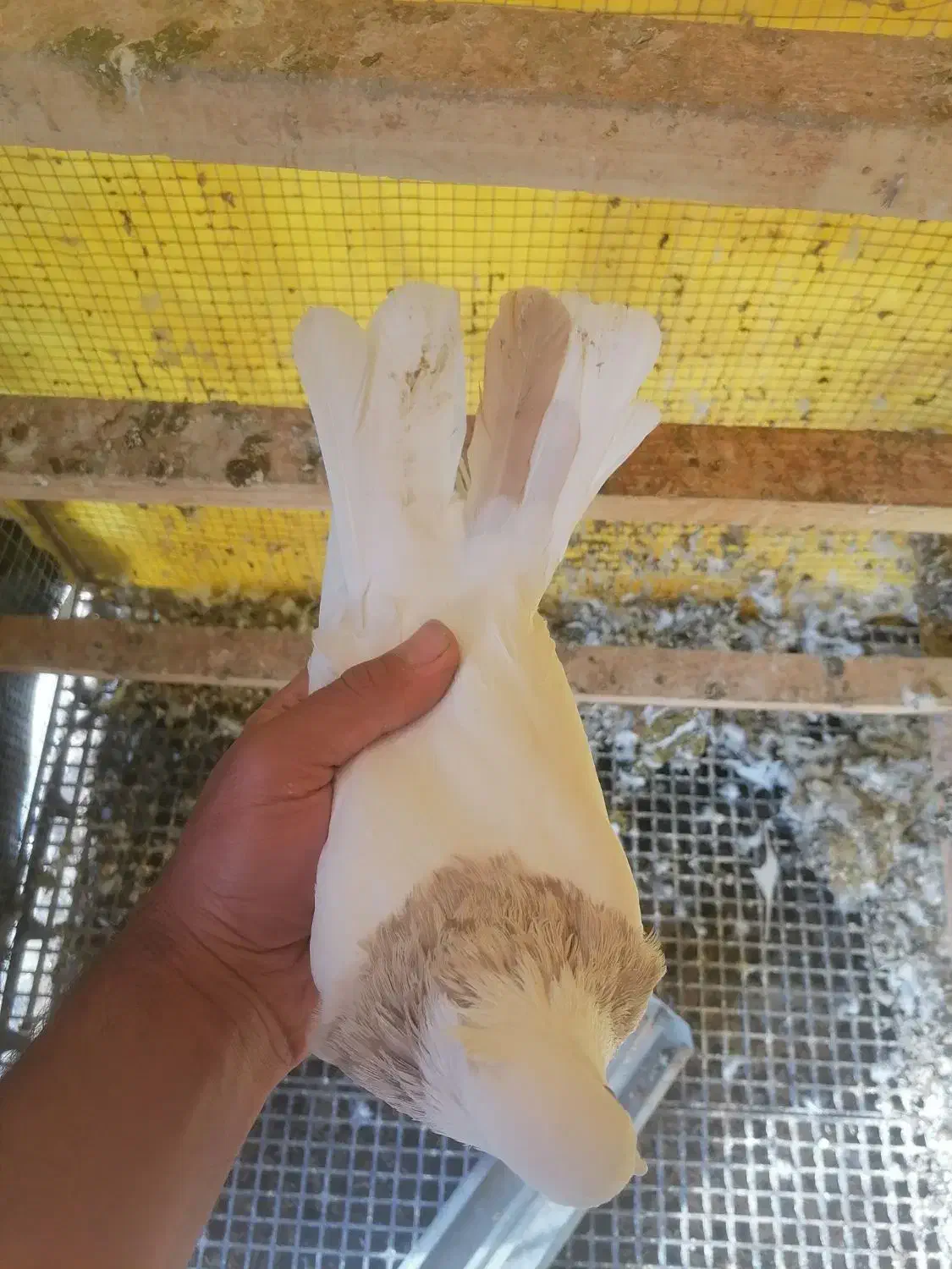 طوقی اجری خال سرکه ای نر|پرنده|سنندج, |دیوار