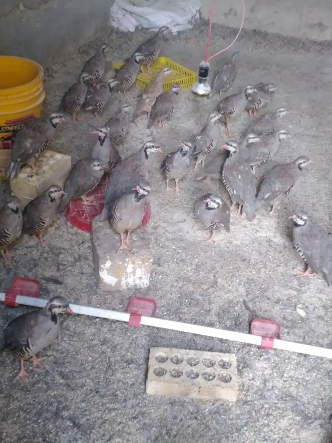 بلدرچین وگلین|حیوانات مزرعه|مرودشت, رودبال|دیوار