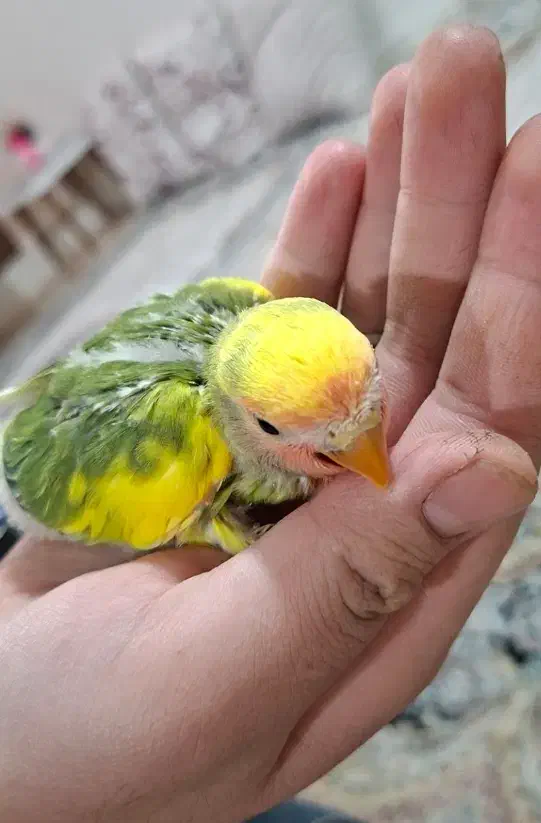 دو عدد عروس هلندی و پنج دونه طوطی برزیلی|پرنده|فردیس, فردیس|دیوار