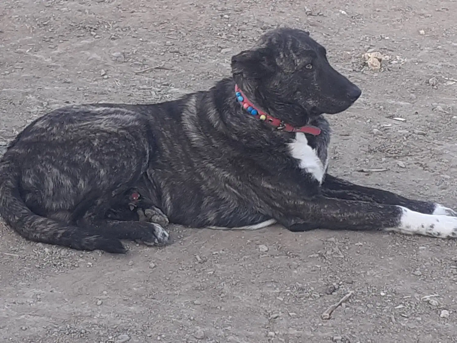 سگ دورگ|سگ|فرمهین, |دیوار