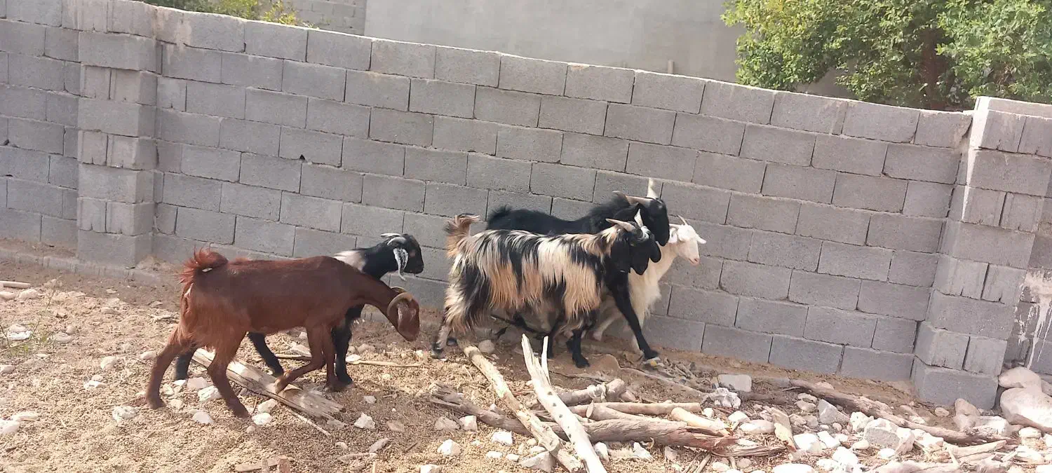 فروش پازن وبز در شهرستان جم|حیوانات مزرعه|جم, |دیوار