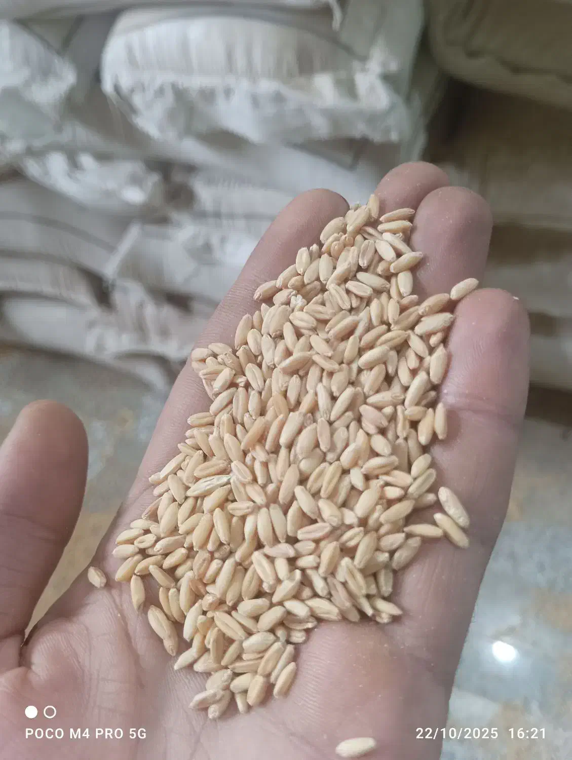 پخش خوراک دام و طیوربه صورت عمده|حیوانات مزرعه|خرمآباد (تنکابن), |دیوار