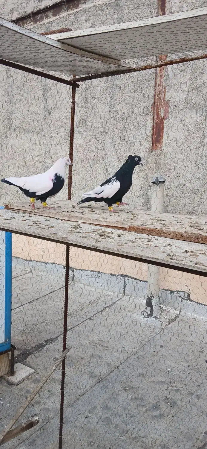 پرنده|پرنده|قزوین, |دیوار