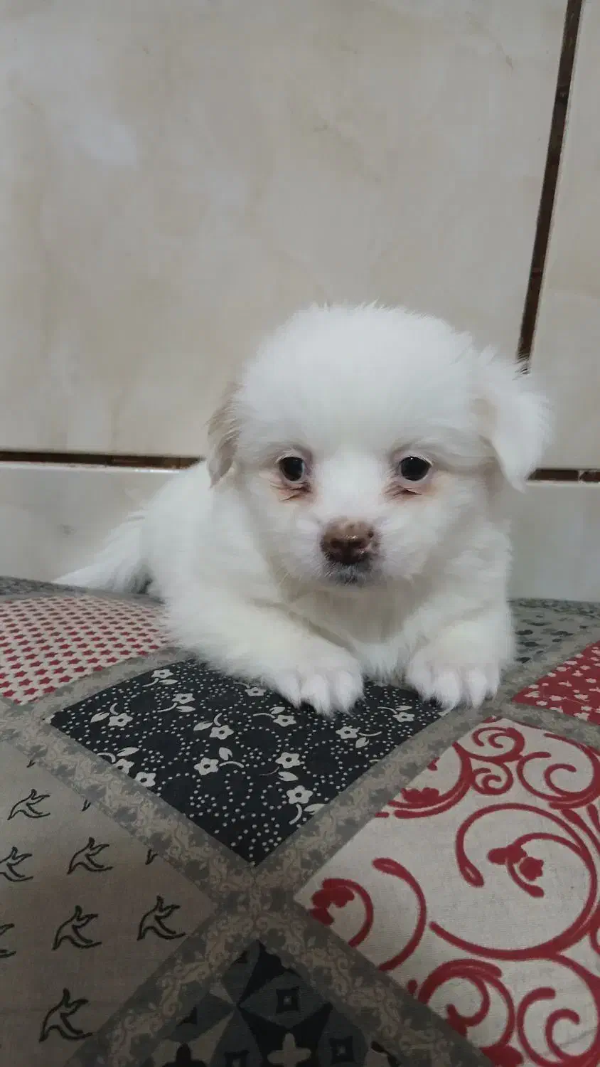 چند کوچولوی خانگی آماده واگذاری|سگ|شیراز, دست خضر|دیوار