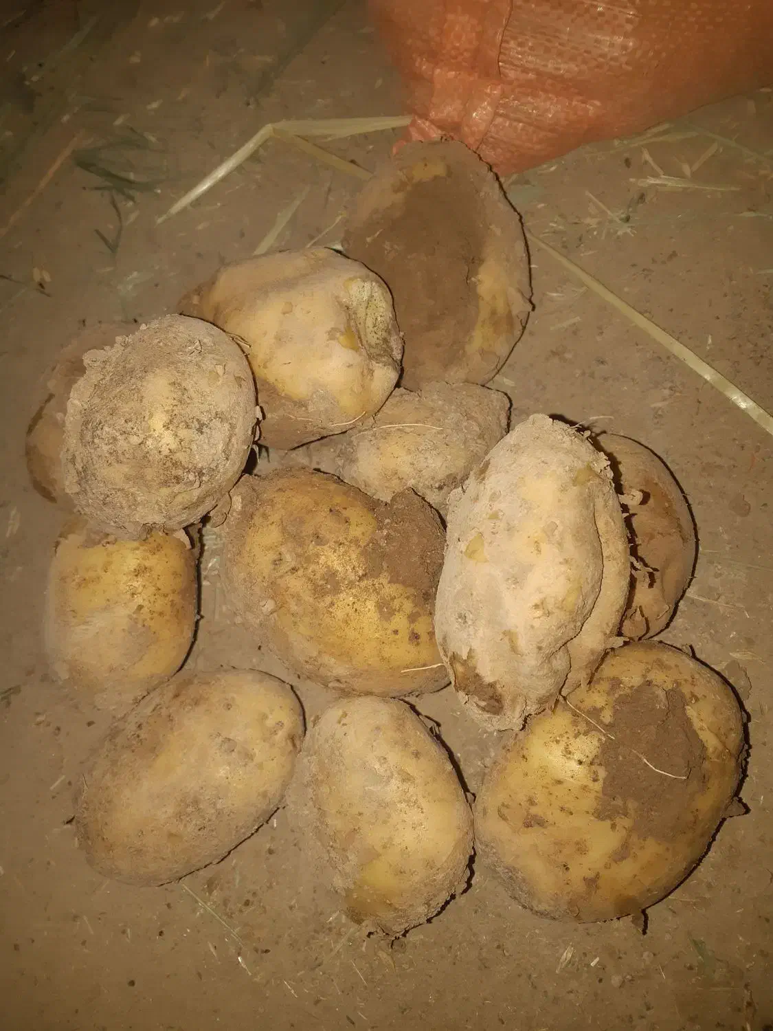 سیب آگریا|خوردنی و آشامیدنی|داران, |دیوار