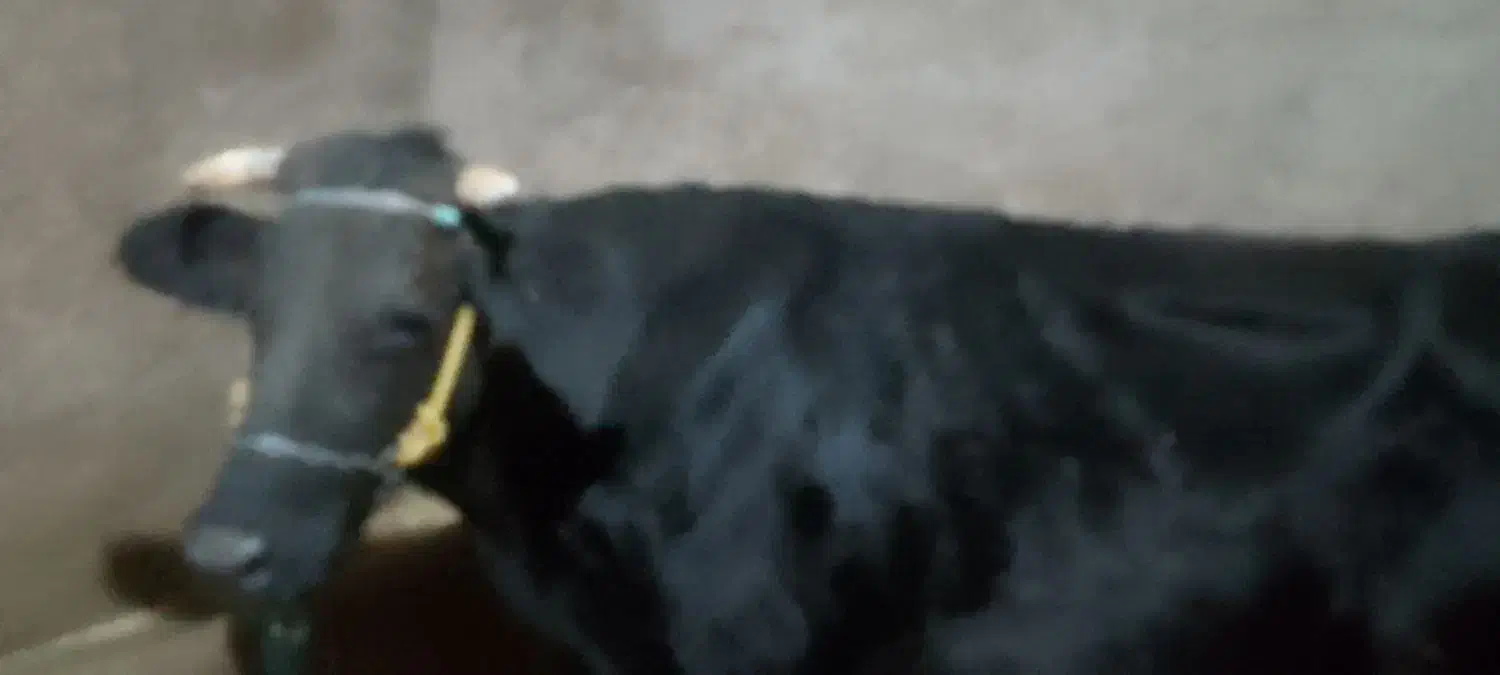 گاو شیری|حیوانات مزرعه|بروجرد, |دیوار