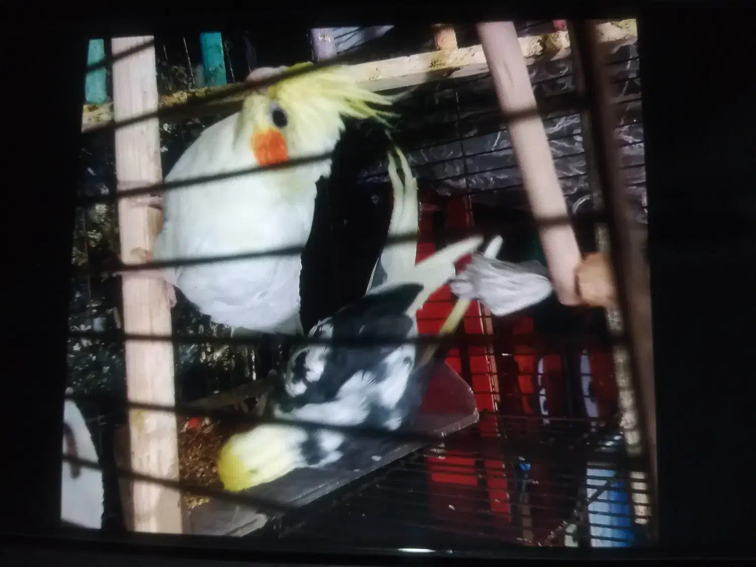 عروس هلندی جفت|پرنده|تهران, بیسیم|دیوار