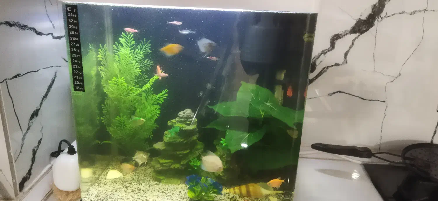 فروش اکواریوم باهمه تجهیزات|ماهی|رشت, توشیبا|دیوار