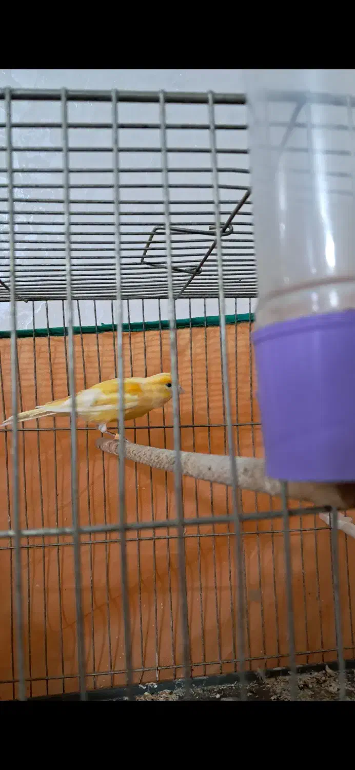 قناری ماده|پرنده|قم, آزادگان|دیوار