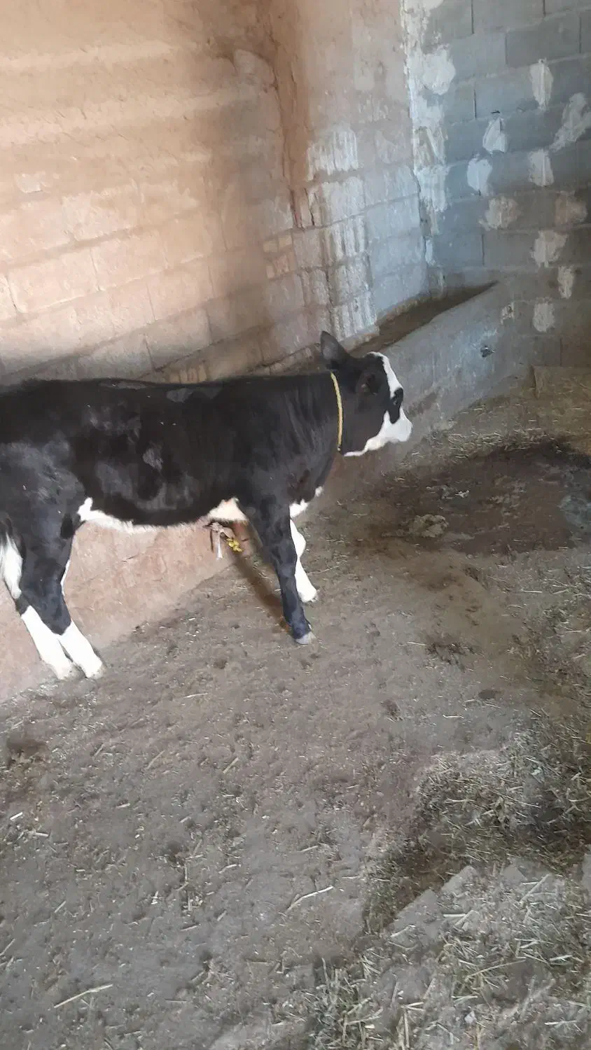 گاو شیری|حیوانات مزرعه|هریس, |دیوار
