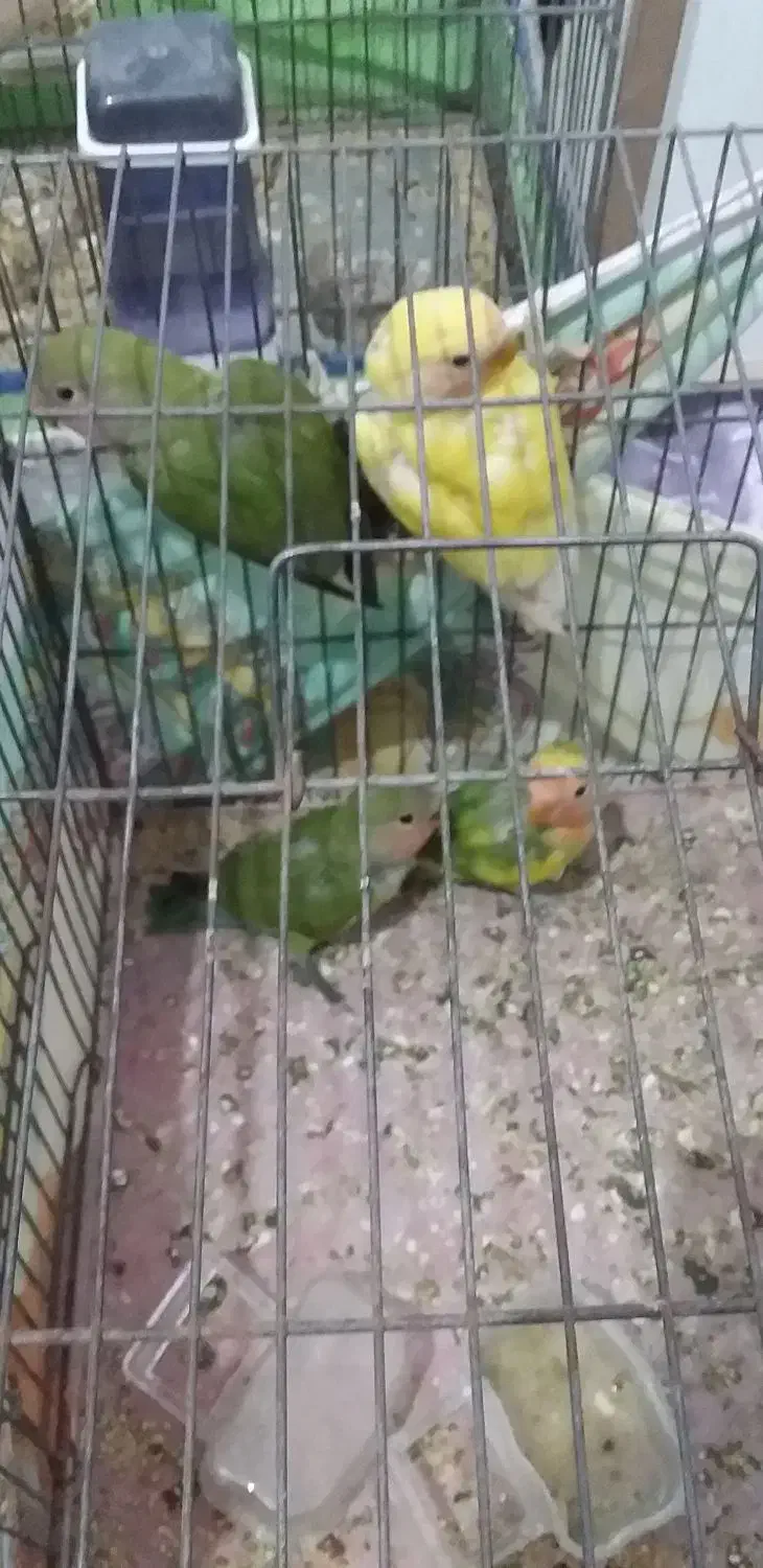 طوطی برزیلی|پرنده|اردبیل, |دیوار