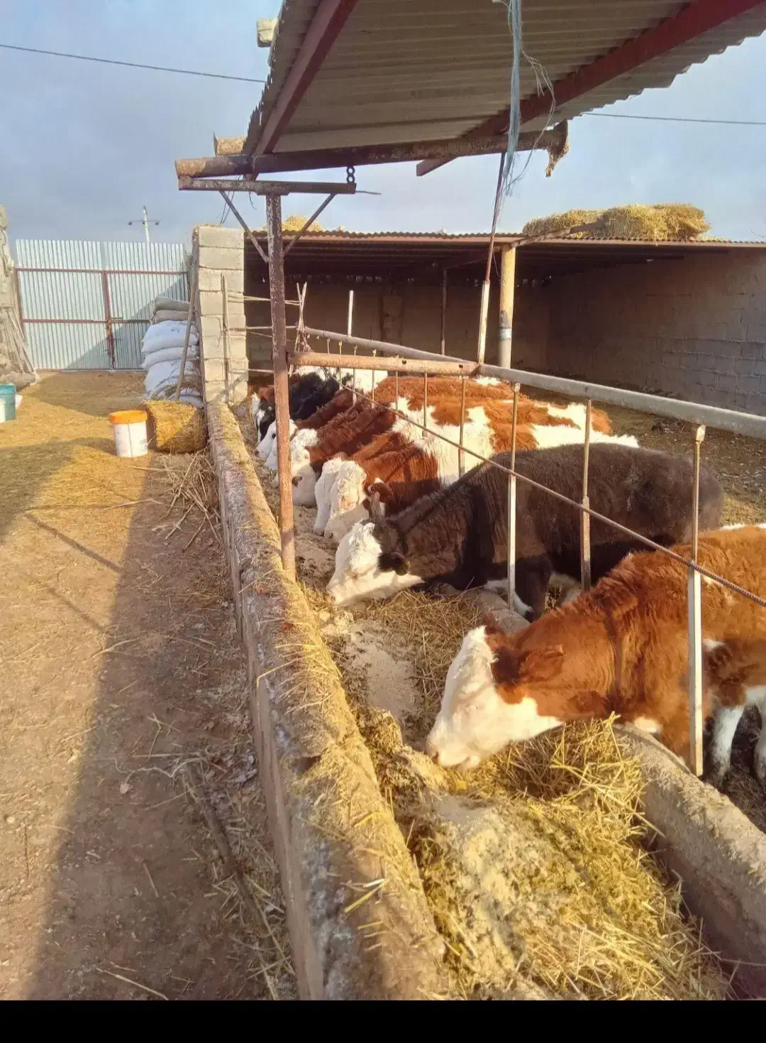 شیرخواروخوراک خور|حیوانات مزرعه|بیستون, |دیوار