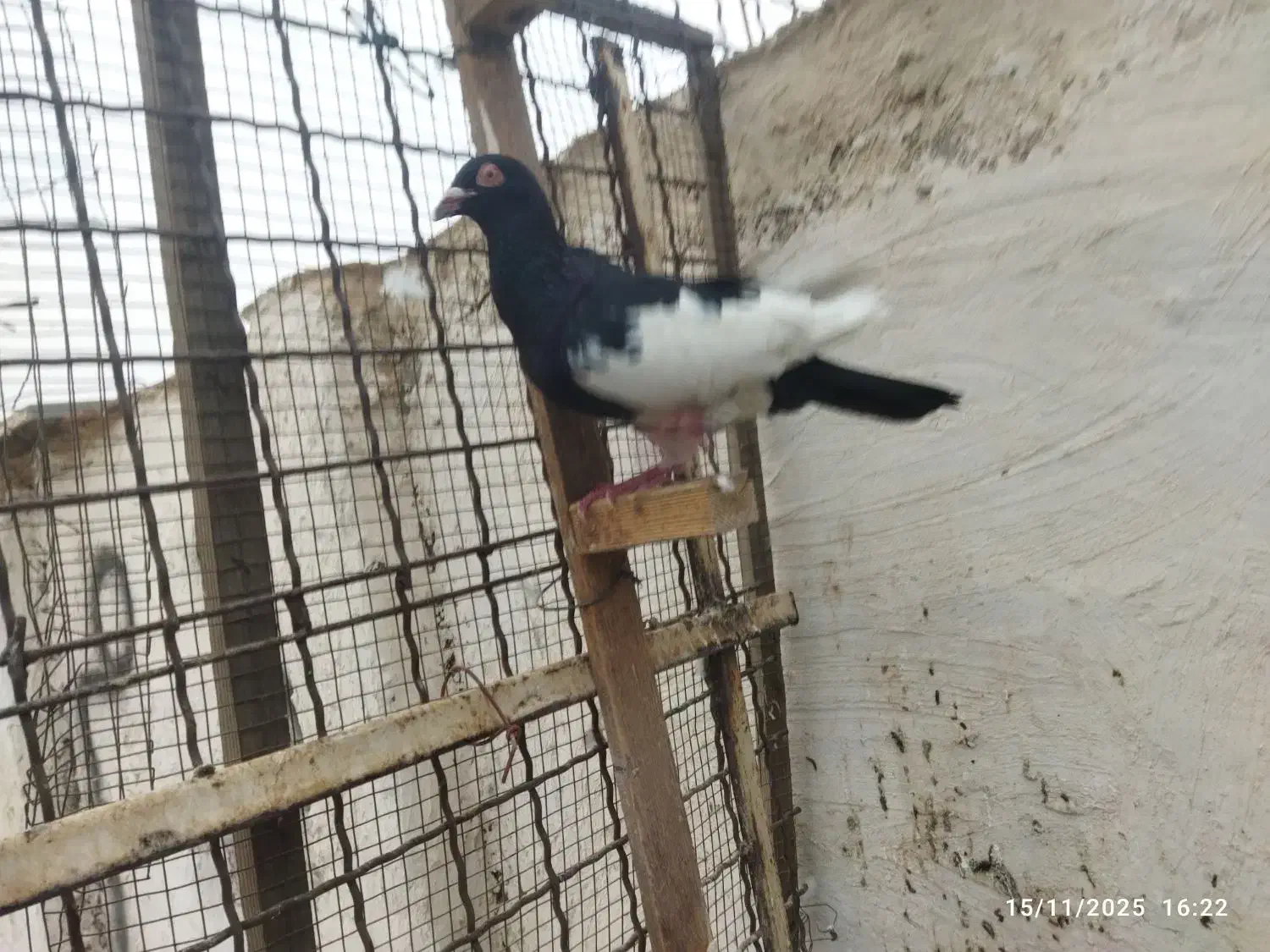 یهودی نر درشت|پرنده|کارون, |دیوار