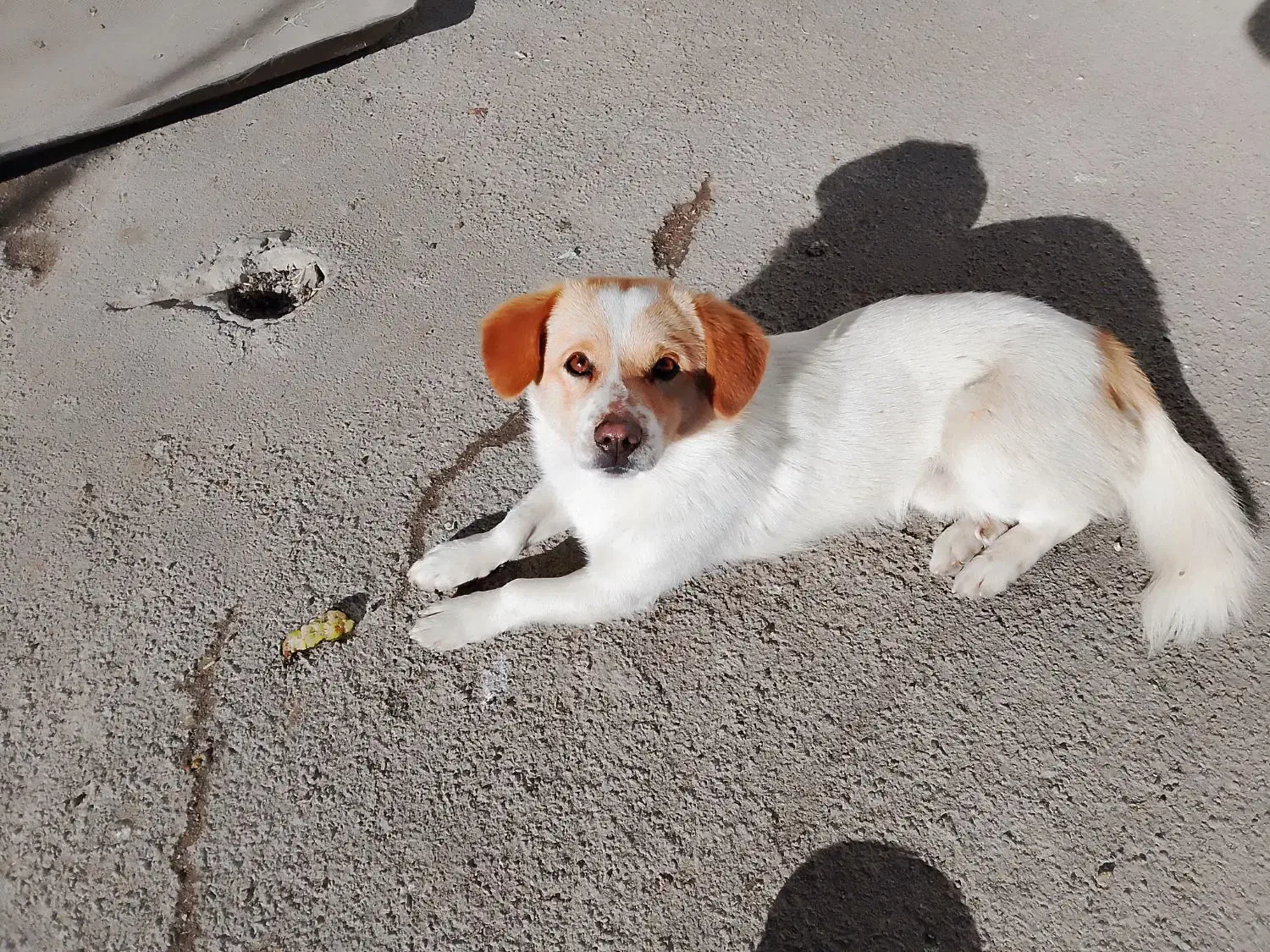 سگ پاکوتاه|سگ|اردبیل, |دیوار