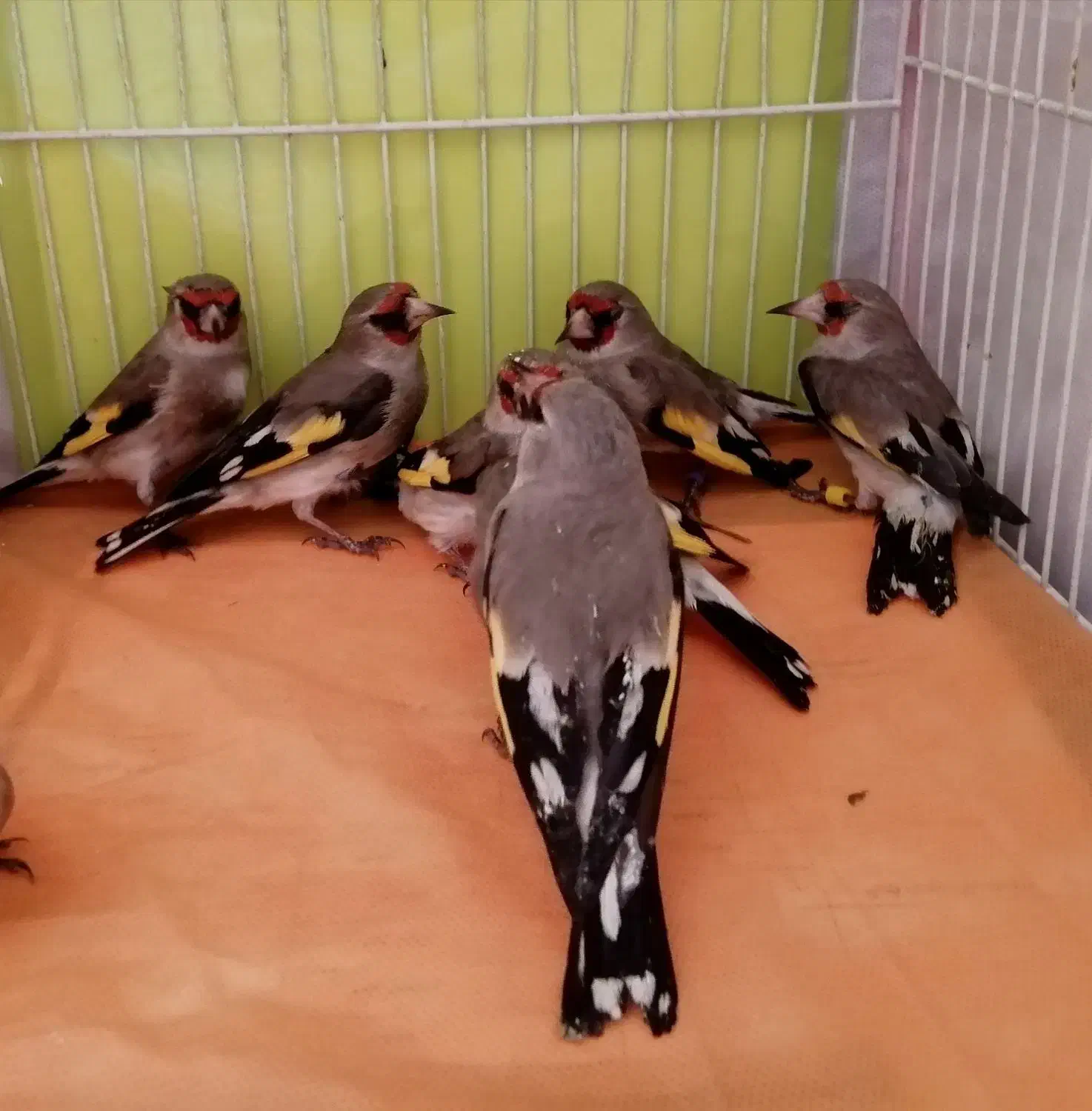 سهره سقا ماده و نر|پرنده|کرمان, |دیوار