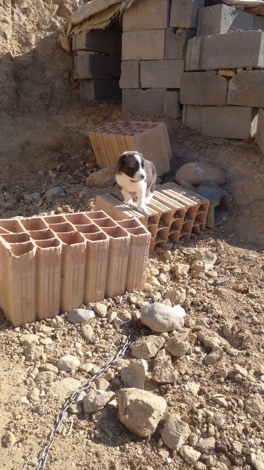 توله سگ|سگ|شیروان (خراسان), |دیوار