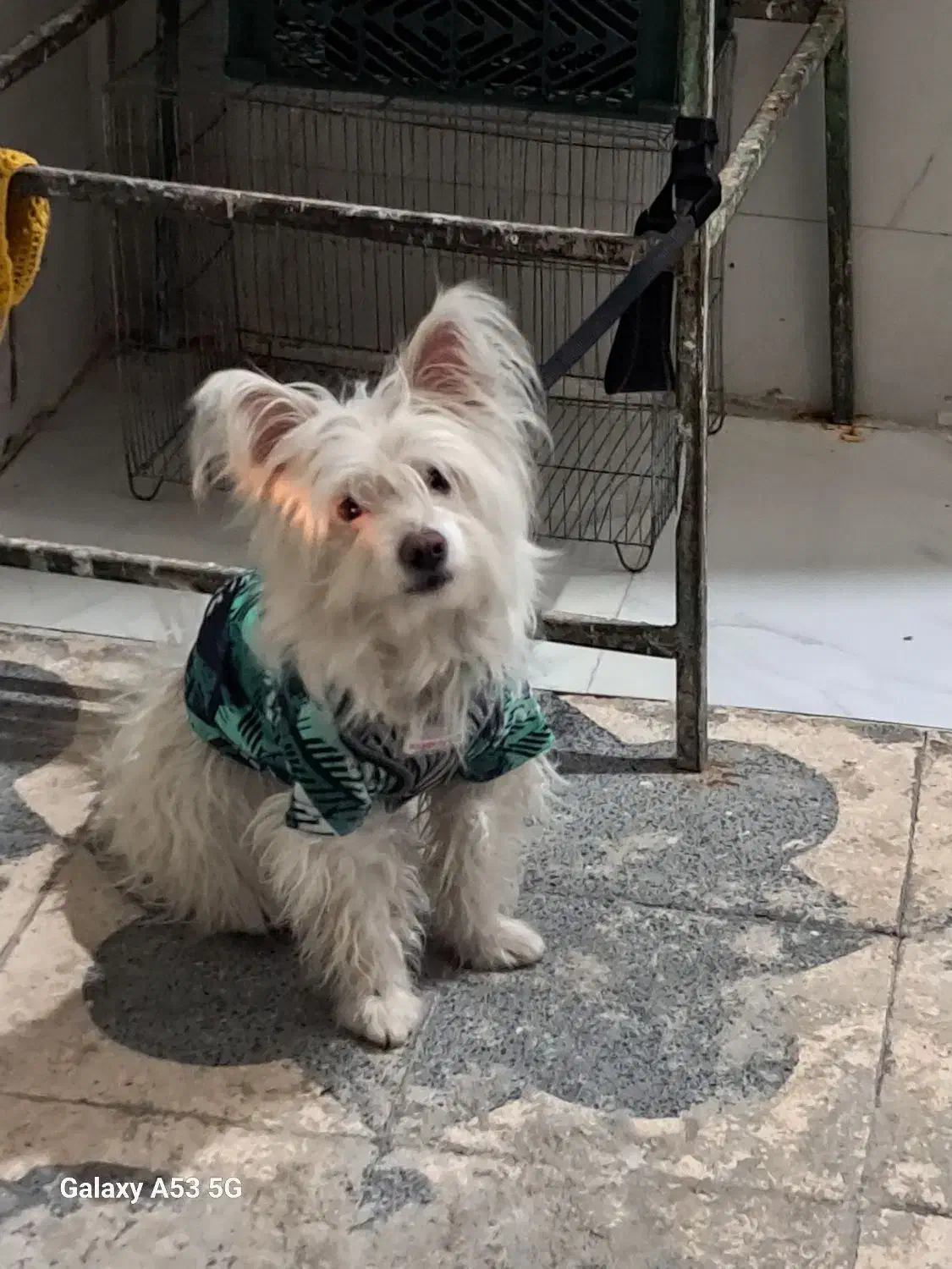 یک عددسگ به فروش میرسد|سگ|شیراز, کوشک میدان|دیوار