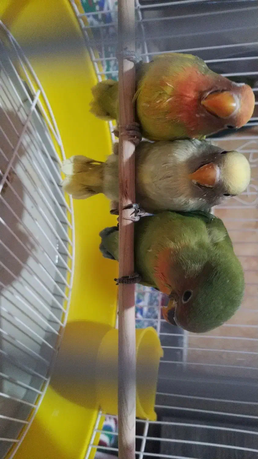 کوتوله برزیلی|پرنده|مزایجان, |دیوار