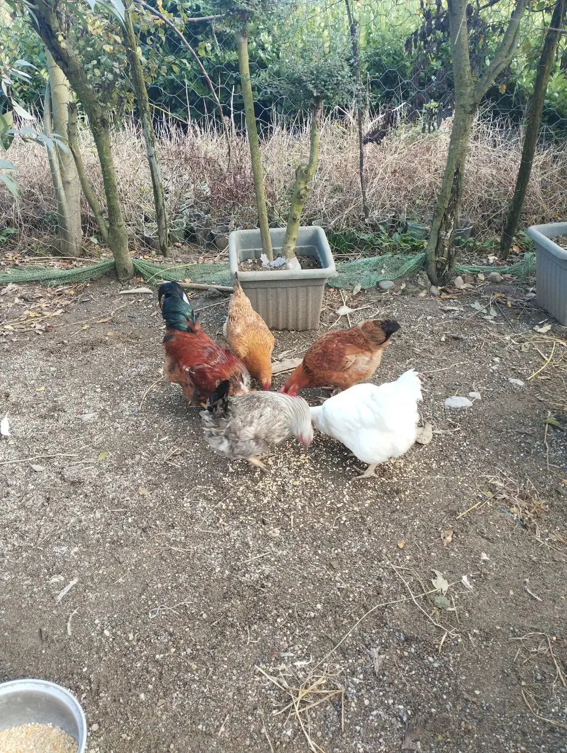 فروش مرغ و خروس محلی|حیوانات مزرعه|تنکابن, |دیوار