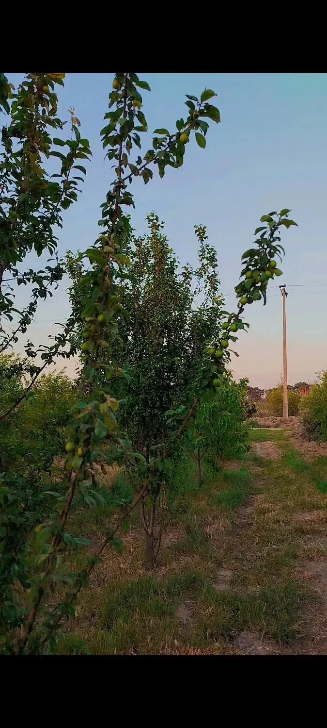 باغ انار 1000متری چهار ساله روستای زنگیان|فروش زمین و ملک کلنگی|گرگان, |دیوار