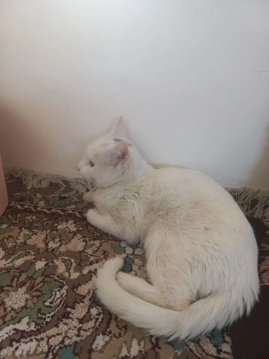 واگذاری گربه|گربه|شهرکرد, |دیوار