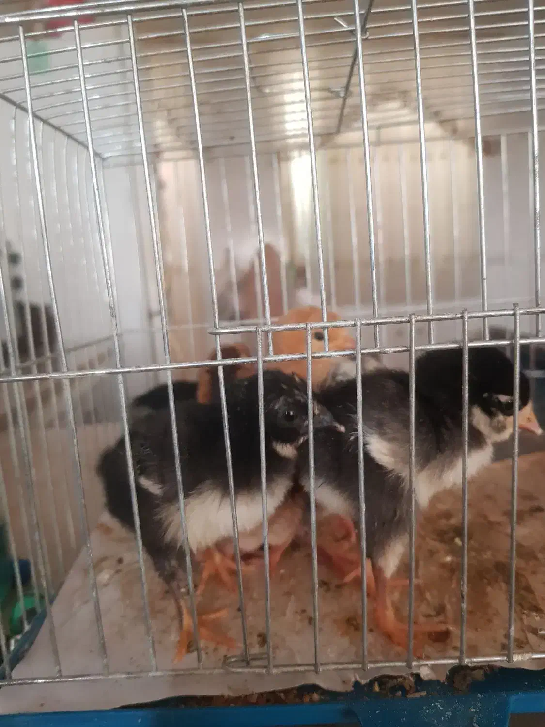 ۶عدد چوری گلین لری عشایری|حیوانات مزرعه|خرانق, |دیوار