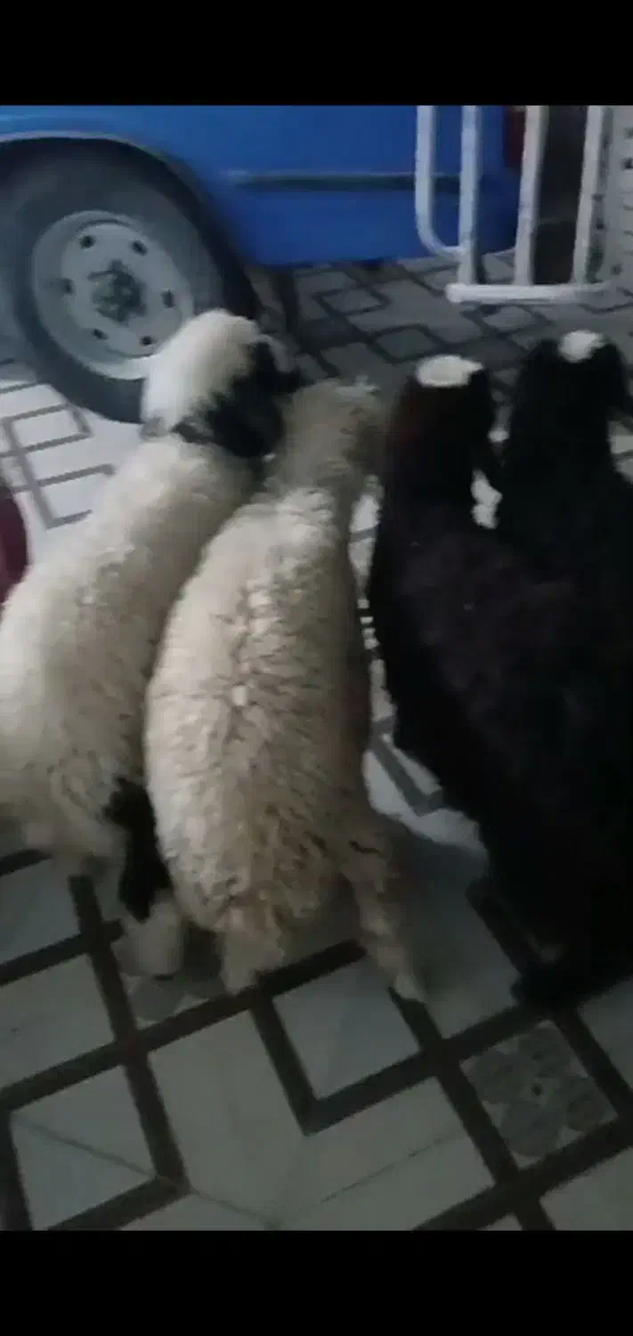 چهارتا بره سالم و سرحال|حیوانات مزرعه|شادگان, |دیوار