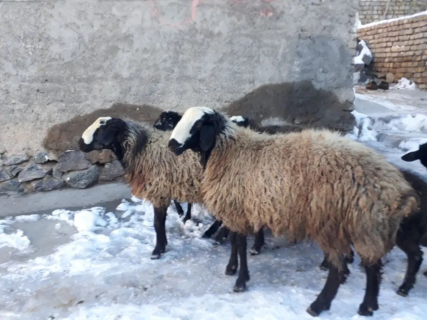 بره قوچ|حیوانات مزرعه|خرمدشت, |دیوار