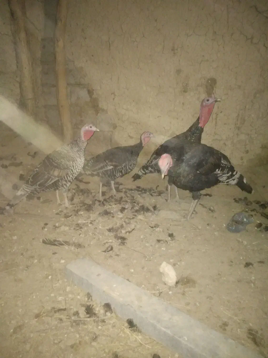 بوقلمون نروماده|حیوانات مزرعه|زهک, |دیوار