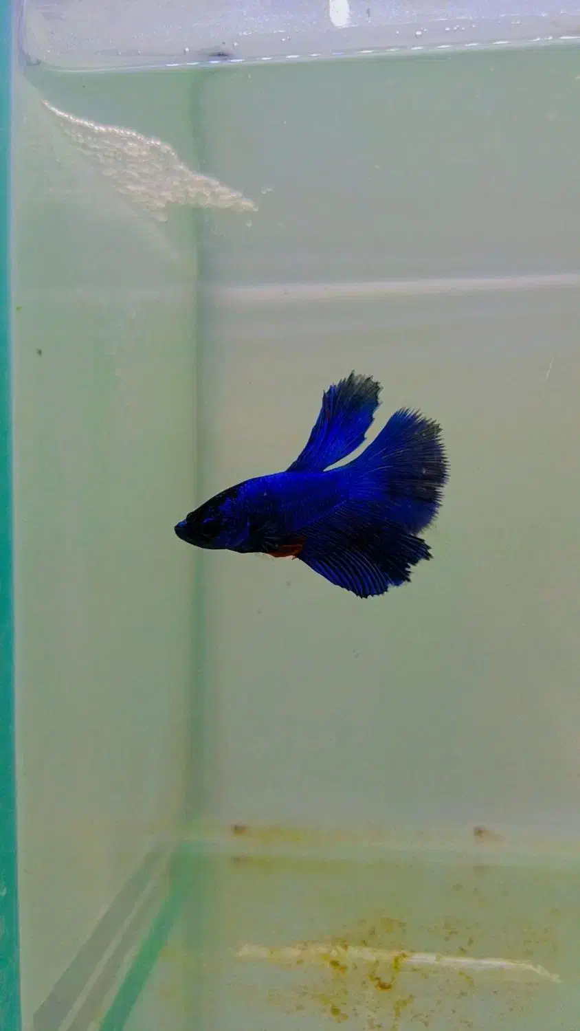 فایتر هافمون|ماهی|هشتگرد, شهرک اقدسیه|دیوار