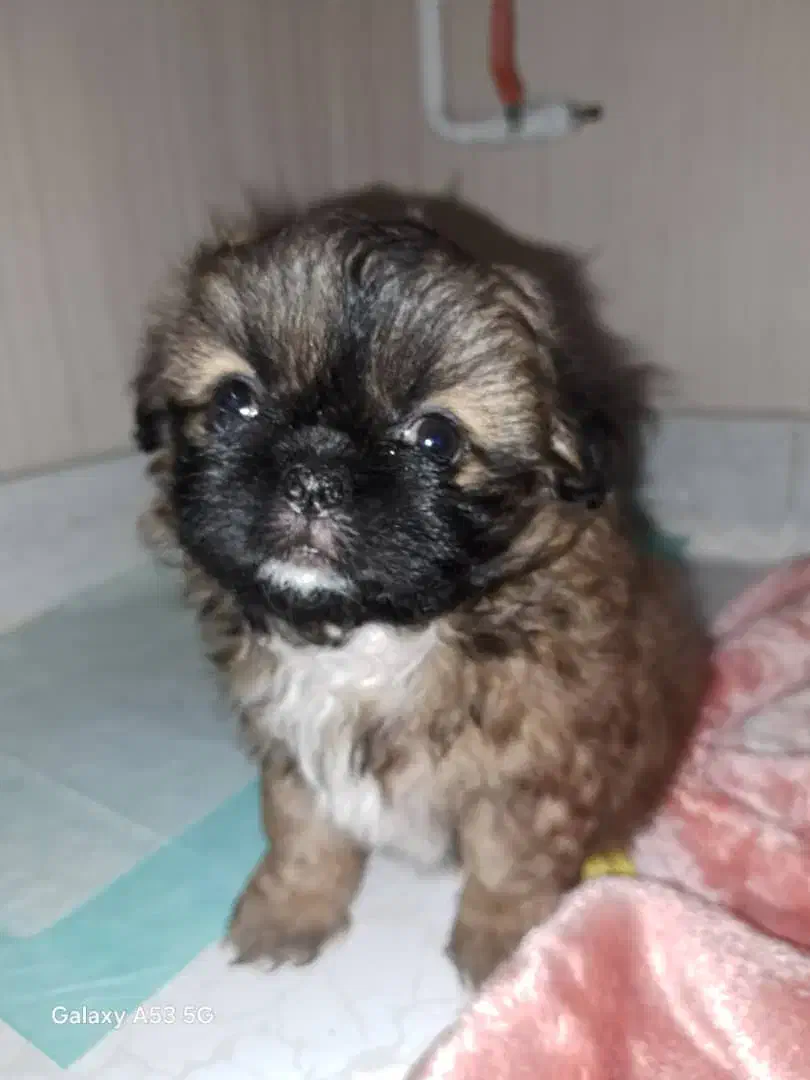 شیتزو|سگ|رشت, بازار|دیوار