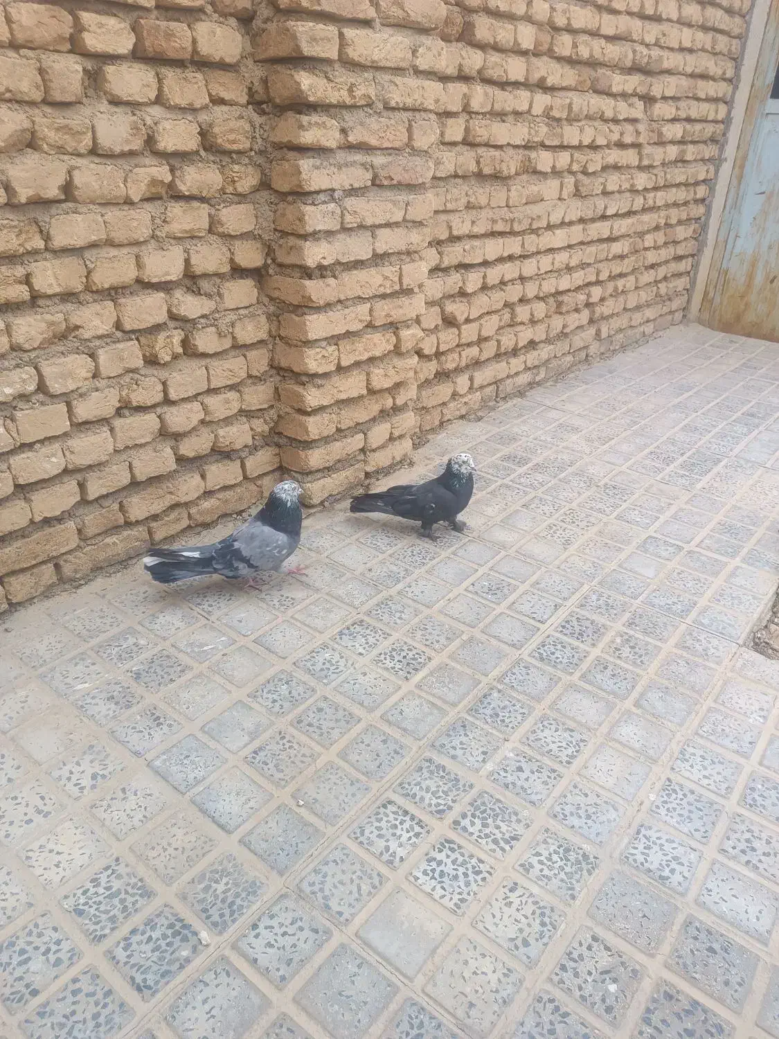 کفترپر کنده|پرنده|شهرکرد, |دیوار