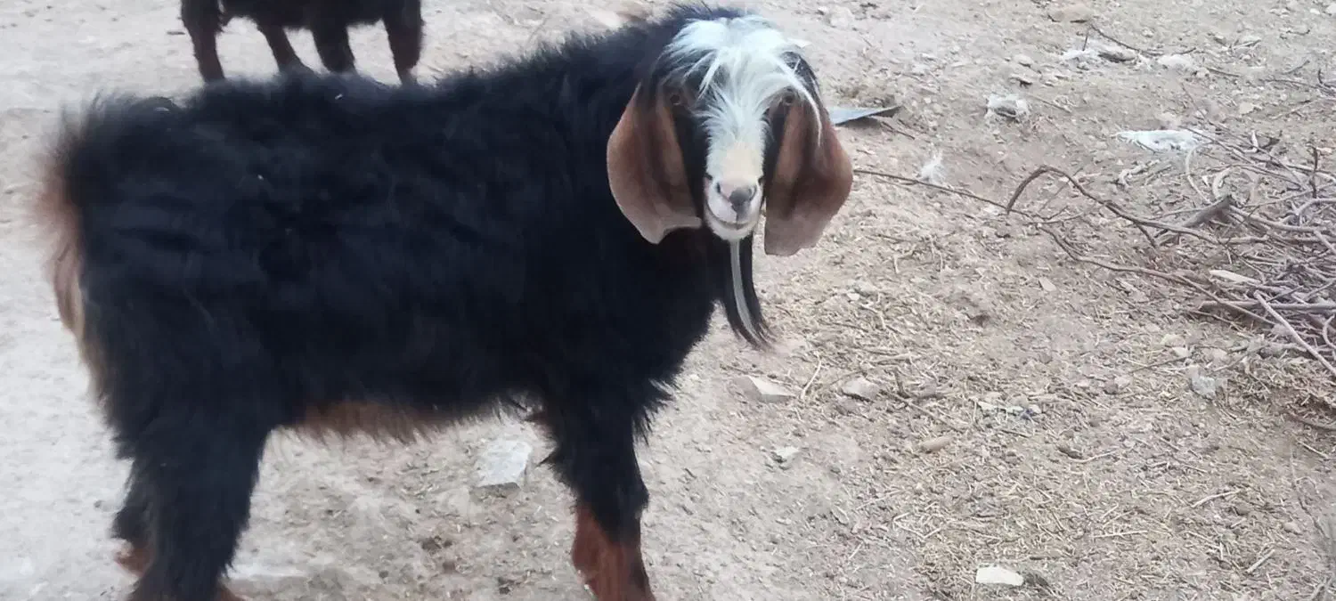 بزغاله پارسال|حیوانات مزرعه|ایلام, |دیوار