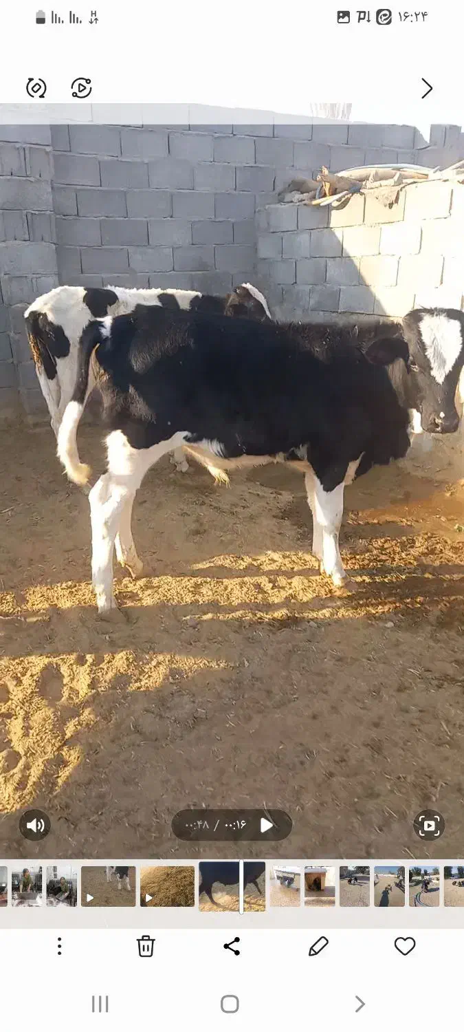 فروش۱۴راس‌گوساله‌نرلاغر|حیوانات مزرعه|زرین دشت (فارس), |دیوار