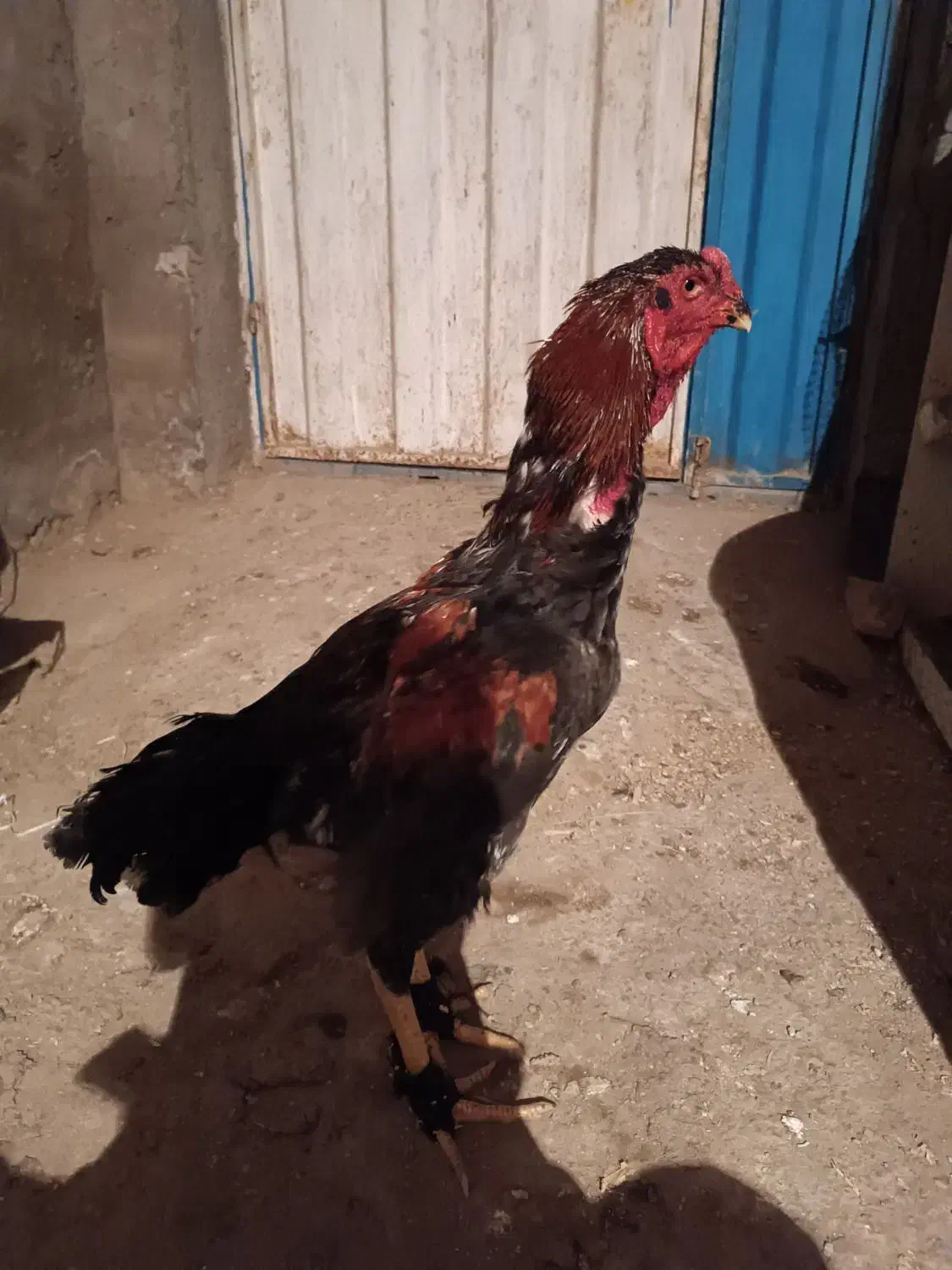 خروس لاری|حیوانات مزرعه|گنبد کاووس, |دیوار