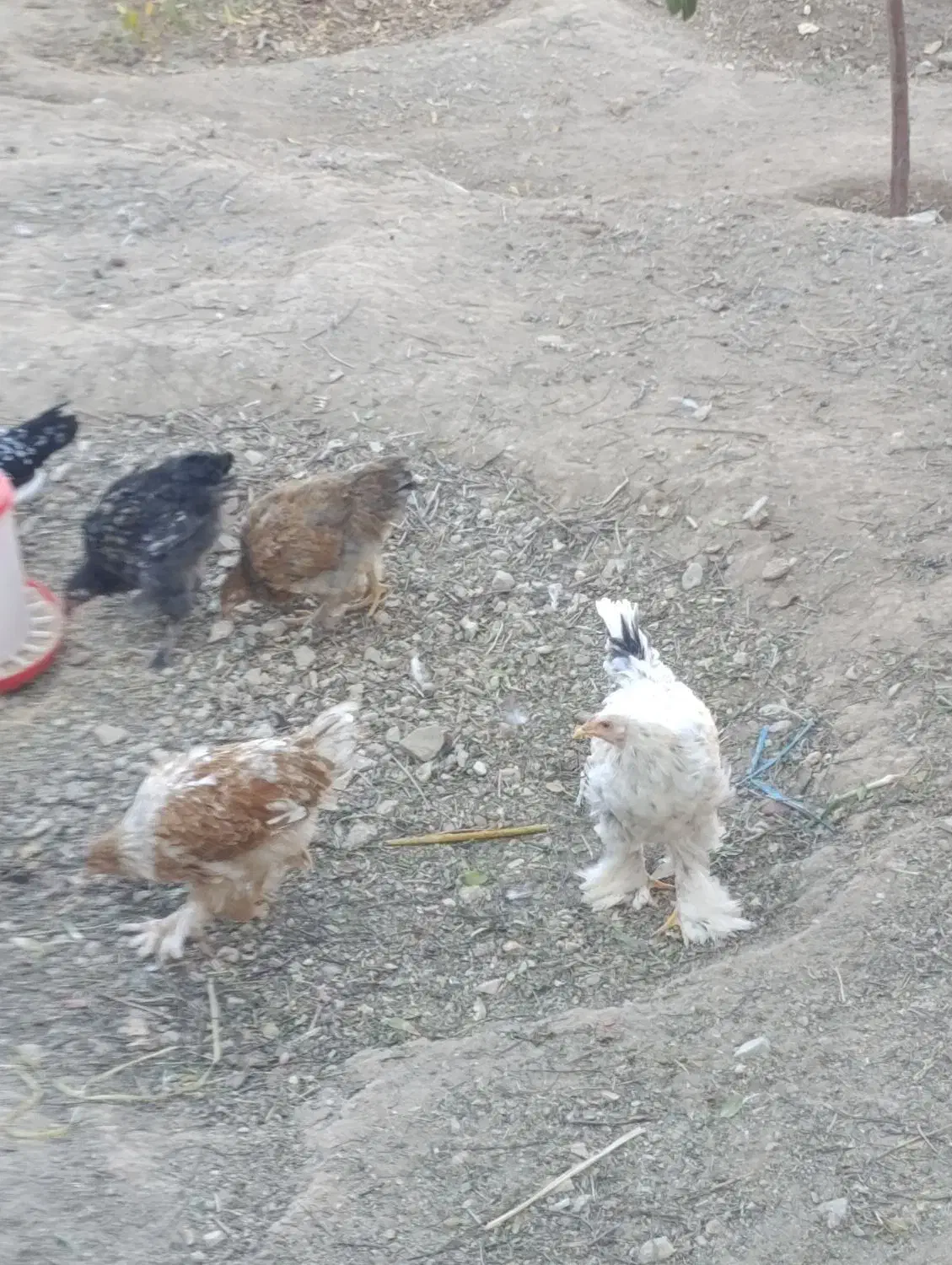 معاوضه ۳۰عددمرغ خروس گلین ۶ماهه بامرغ گلپایگانی|حیوانات مزرعه|رودهن, |دیوار