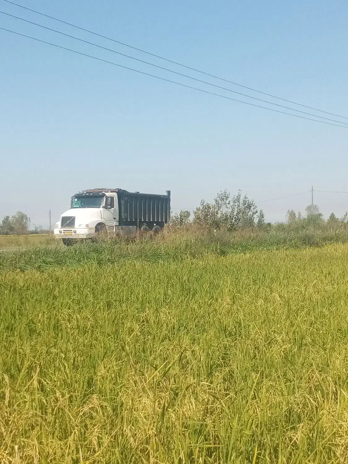 زمین کشاورزی|فروش دفتر صنعتی، کشاورزی، تجاری|آمل, |دیوار