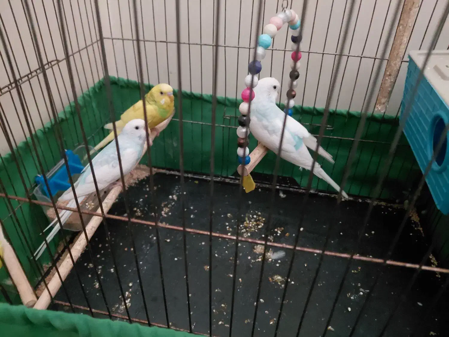 ۱ جفت مرغ عشق با یک مرغ عشق نر با وسایل|پرنده|تهران, شهرک طالقانی|دیوار