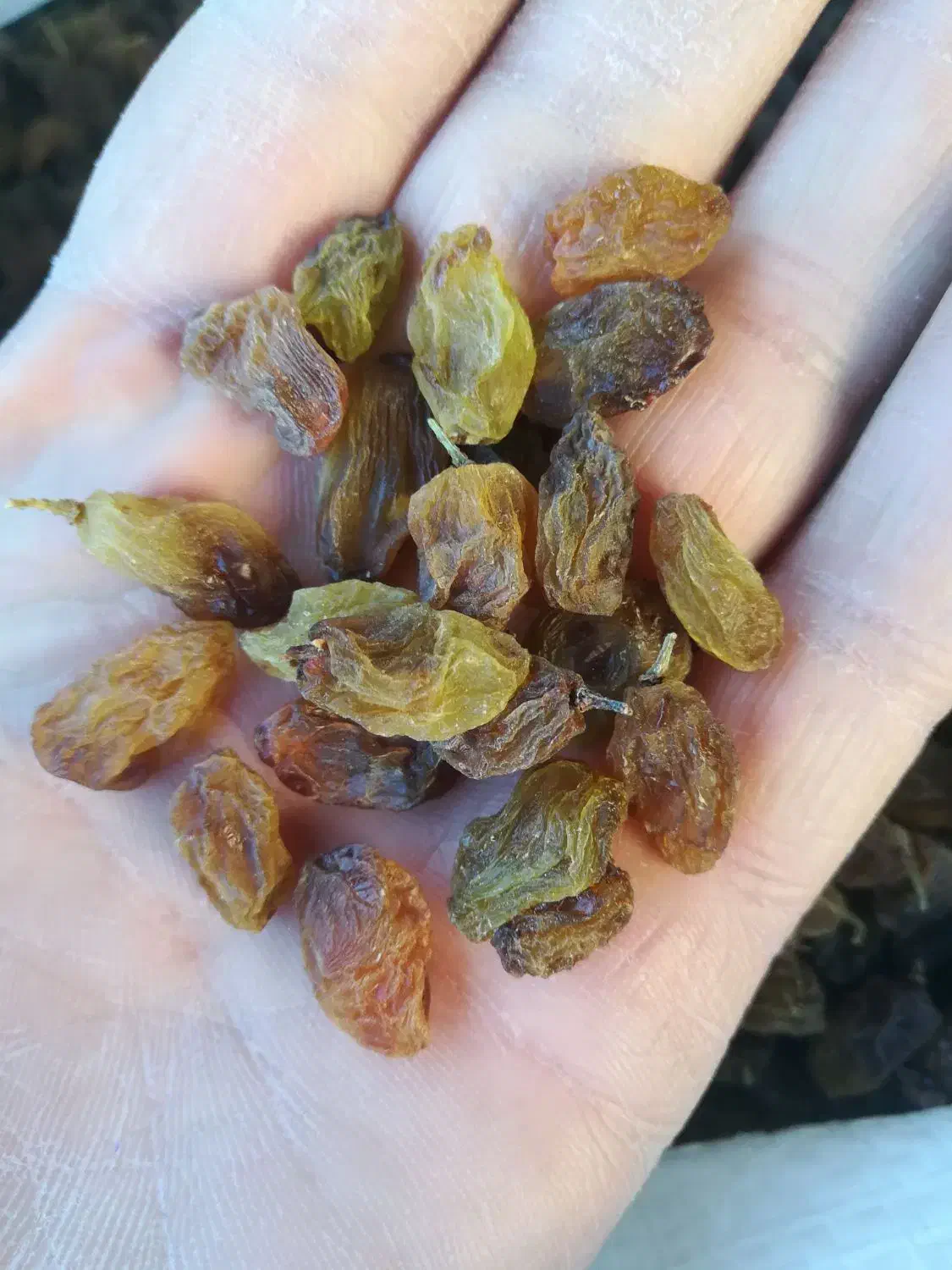 کشمش آفتابی تمیز|خوردنی و آشامیدنی|نیشابور, شهرک فرهنگیان|دیوار